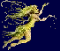 F1.gif - 2.6 K